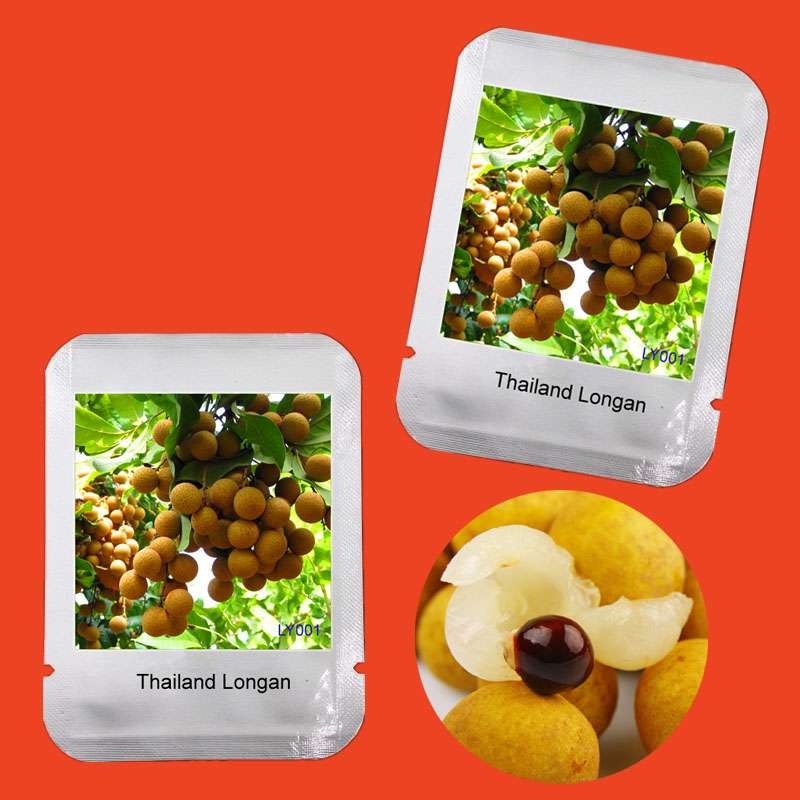 Thai Longan Seeds - Extra Sweet & Large Bonsai Fruit for Home Garden | Easy-Grow Professional Pack