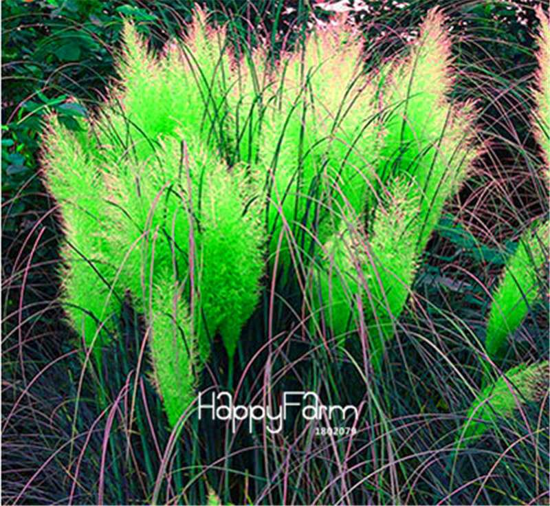 Pampas Grass Seeds - Beautiful Cortaderia for Home Garden Planting | Fast-Growing Flower Seeds