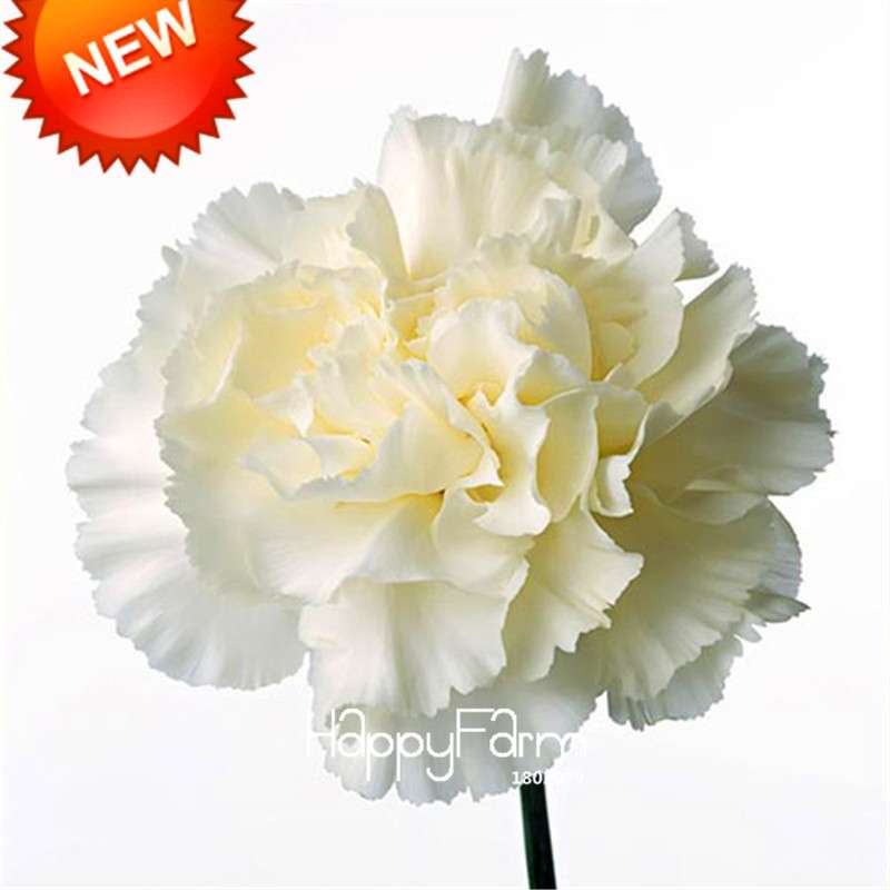 Black Carnation Flower Seeds - Rare Dianthus Bonsai Plants for Home Garden, Unique & Exotic Blooms