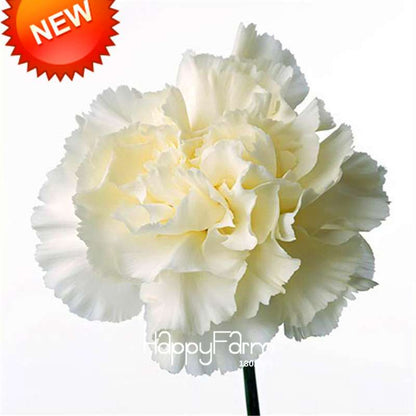 Black Carnation Flower Seeds - Rare Dianthus Bonsai Plants for Home Garden, Unique & Exotic Blooms