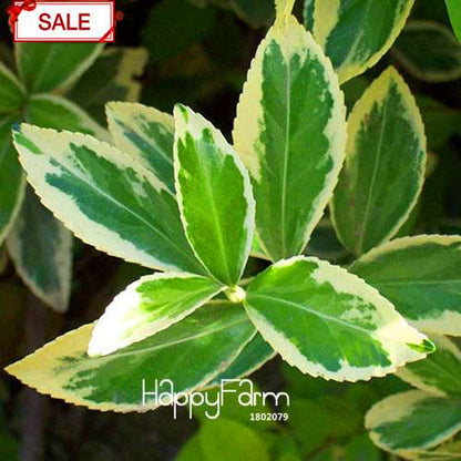 Boxwood Bonsai Seeds - Grow Purifying Air Boxtree Plants, Real Potted Seeds for Home & Garden