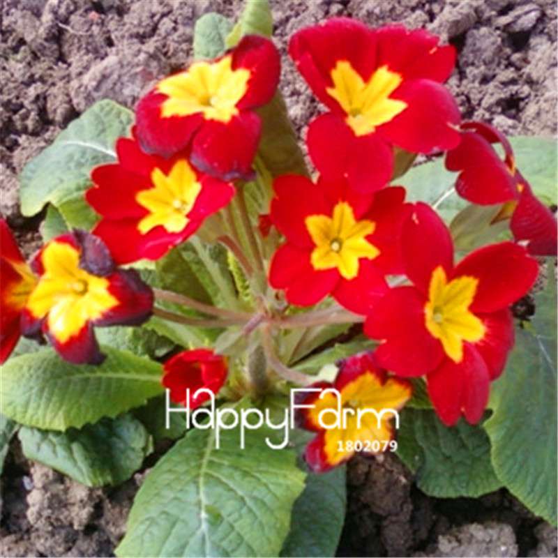 Rare Primrose Seeds (Primula malacoides) - Europe Bonsai Flower Seeds for Home Garden & Outdoor Planting