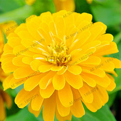 Buy Calendula Seeds - Premium Garden & Bonsai Flower Seeds for Indoor Planting, Big Sale!