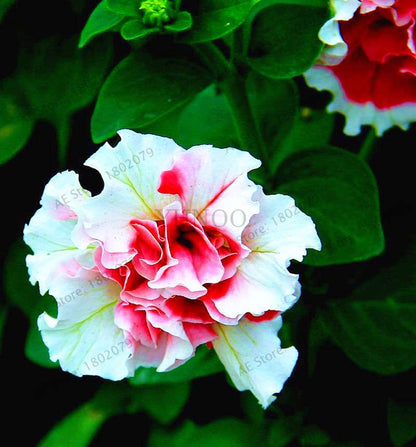 Double Petal Petunia Seeds - Vibrant Indoor Flower Bonsai Plants for Home & Garden