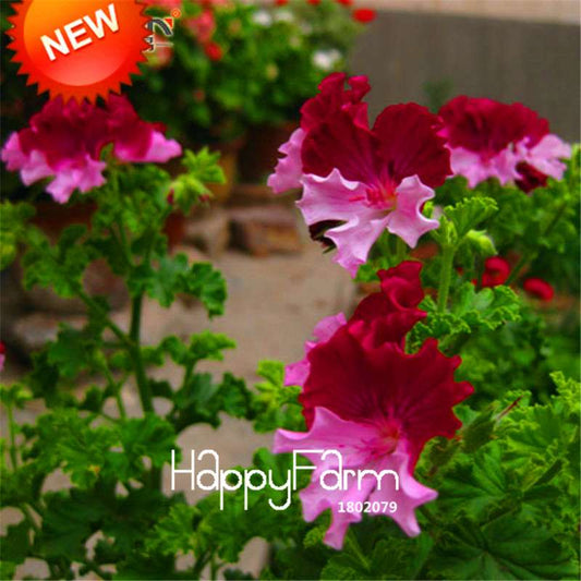 Color Geranium Seeds - Fragrant Perennial Flower Seeds for Indoor & Outdoor Gardens