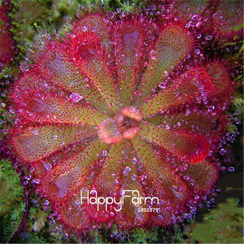 Sundew Seeds - Rare Carnivorous Bonsai Plants, Fresh & Novelty Garden Seeds for Home Gardening