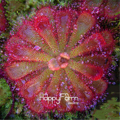 Sundew Seeds - Rare Carnivorous Bonsai Plants, Fresh & Novelty Garden Seeds for Home Gardening