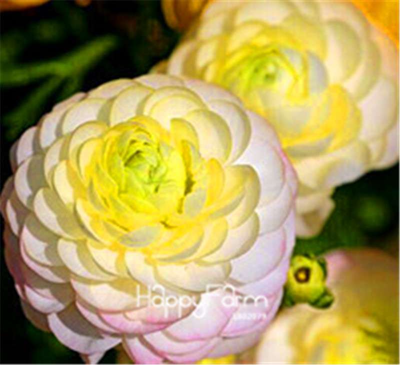 Ranunculus Asiaticus Bonsai Flower Seeds - DIY Home Garden Planting Kit
