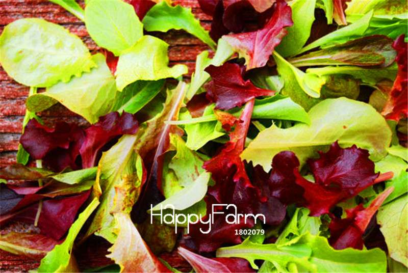 Mesclun Lettuce Seeds - Easy to Grow Salad Mix, Non-GMO Vegetable Seeds for Home Garden