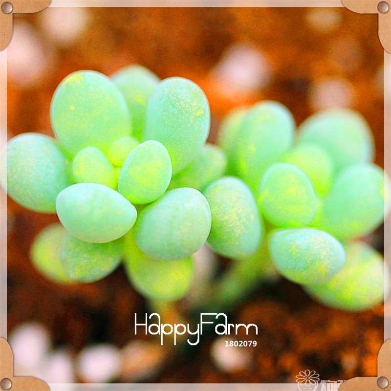99 Varieties Lithops Seeds - Succulent & Bonsai Plants for Office, Home Garden - Easy to Grow