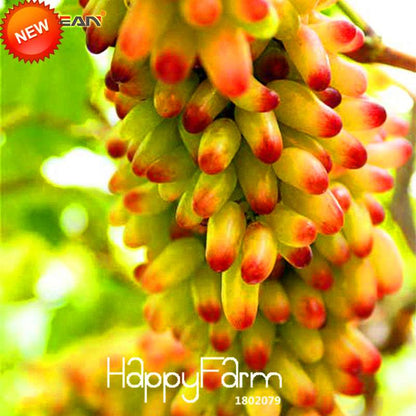 Sweet Kyoho Grape Seeds - Natural Beauty Fruit Seeds for Home Garden Planting