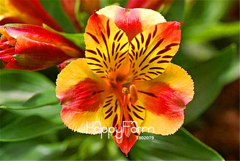 Peruvian Lily Seeds - Easy to Grow Potted Flowers for Home & Garden Planting