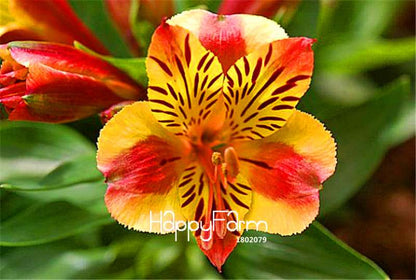 Peruvian Lily Seeds - Easy to Grow Potted Flowers for Home & Garden Planting