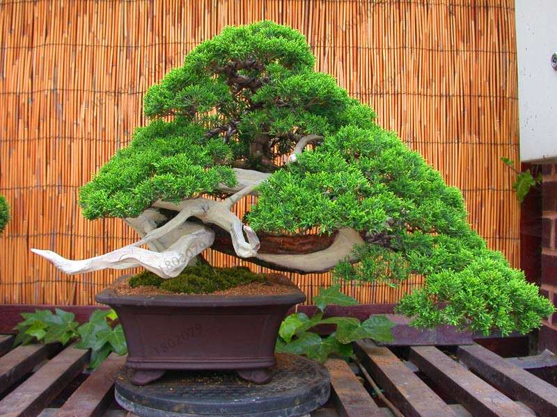 Genuine Juniper Bonsai Trees | Potted Office Plants, Air Purifying, Seeds Included (USA Shipping)