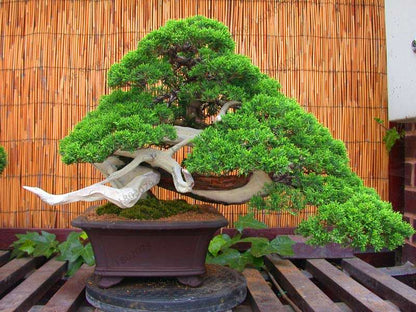 Genuine Juniper Bonsai Trees | Potted Office Plants, Air Purifying, Seeds Included (USA Shipping)