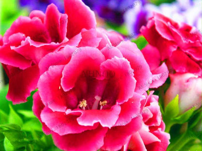 Climbing Gloxinia Seeds - Perennial Sinningia Speciosa Bonsai Flowers for Balcony & Garden Planting