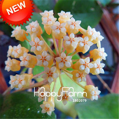 Rare Hoya Carnosa Orchid Seeds - Home Bonsai Flower Seeds for Planting