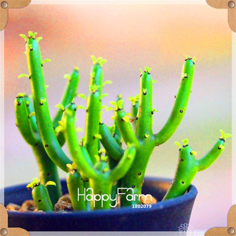 99 Rare Succulents & Lithops Seeds - Exotic Bonsai Plants, - Unique Office & Home Garden