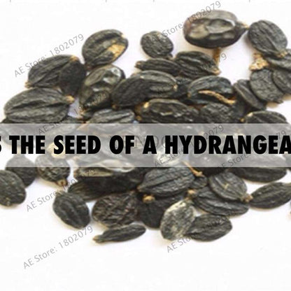Hydrangea Seeds for Planting - 95% Germination, Easy to Grow, Balcony Potted Flowers, Absorbs Radiation, Perfect Gift for Loved Ones