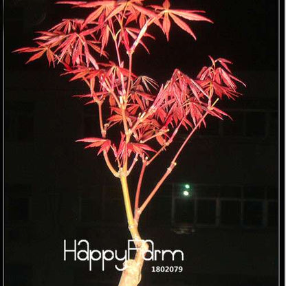 Red Maple Bonsai Seeds - Stunning American Maple Tree Seeds for Planting