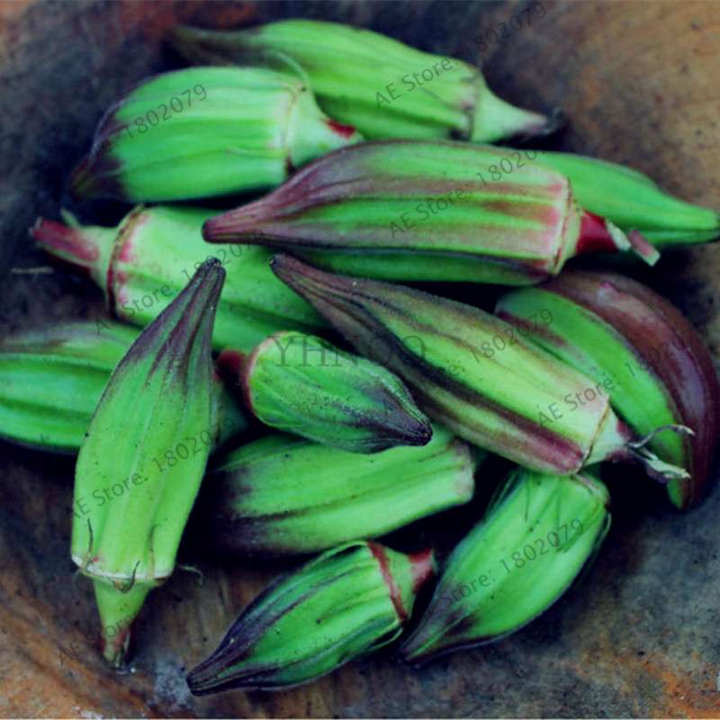 Organic Non-GMO Okra Seeds | Heirloom Vegetable Seeds for Kidney Health, Fun Countryside Gardening