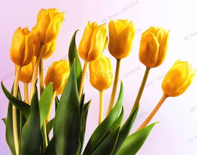 Rare Tulip Seeds - Beautiful Perennial Bonsai Flowers for Home & Garden Planting