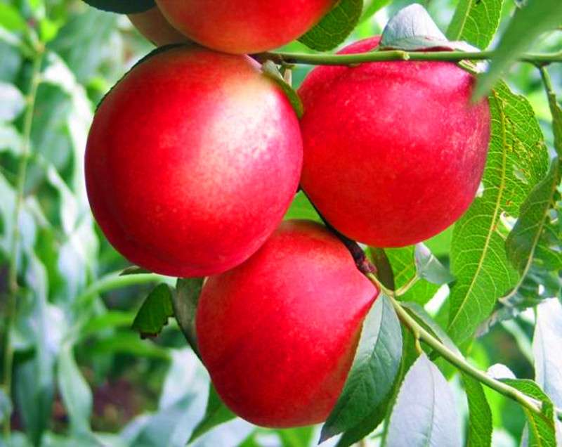 Sweet Peach Tree Seeds - Dwarf Bonanza Bonsai Fruit for Home Garden Planting