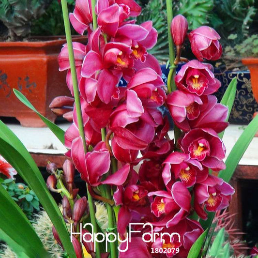 Red Cymbidium Orchid Seeds - Exotic Balcony Bonsai Flowers for Home Garden Planting