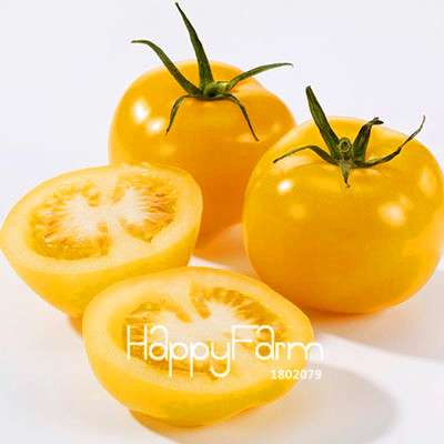 Giant Tomato Seeds for Home Garden - Sweet Pumpkin Tomato, Balcony & Container Planting