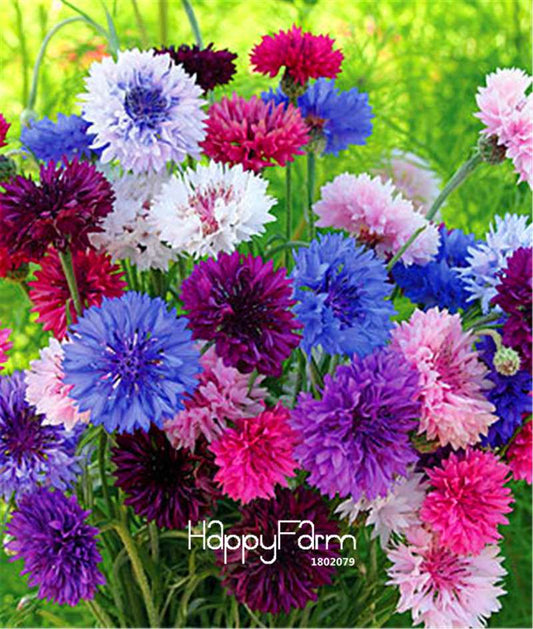 Blue Cornflower Seeds - Easy-Grow Bonsai Flower Seeds for Home Garden Planting