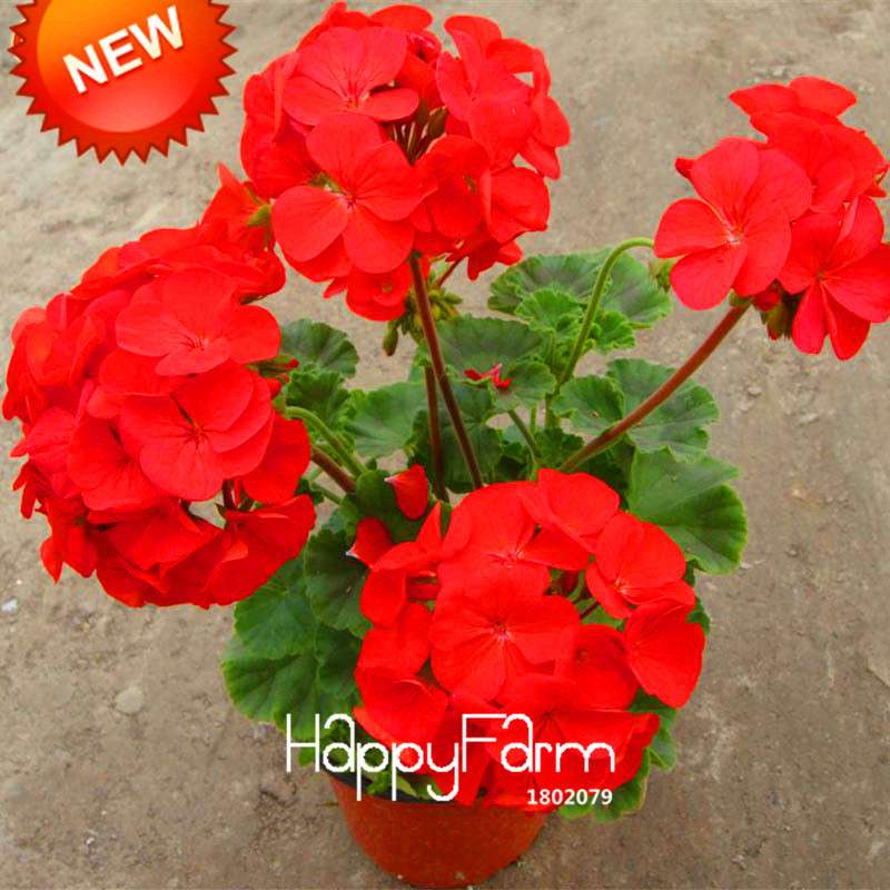 Red Geranium Seeds - Perennial Pelargonium Peltatum for Indoor Planting | Fast-Growing Flower Seeds