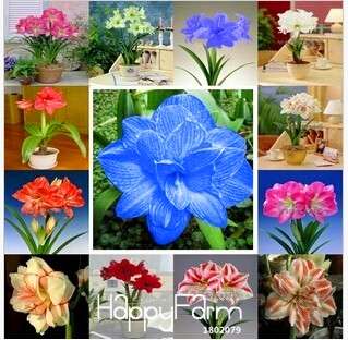 Amaryllis Seeds Bag - Rare Native Hippeastrum Flower Bulbs for Planting, Vibrant Blooms