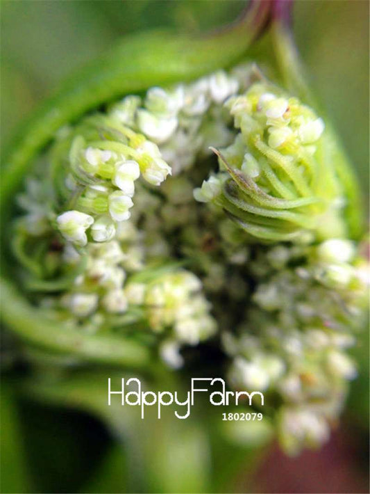 Angelica Sinensis Seeds - Dang Gui Medicinal Herb for DIY Home Garden Planting | Organic Flower Seeds