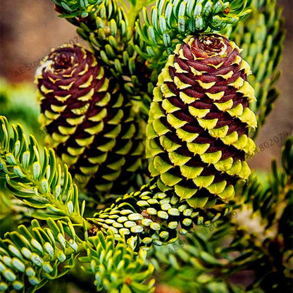 Korean Fir Seeds (Abies koreana) - Year-Round Bonsai Tree Planting, DIY Home Garden Decor & Landscaping