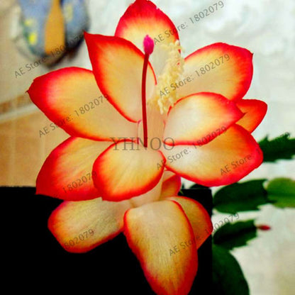 Mixed Color Christmas Cactus Seeds - Schlumbergera Bonsai Plant for Home & Garden Planting