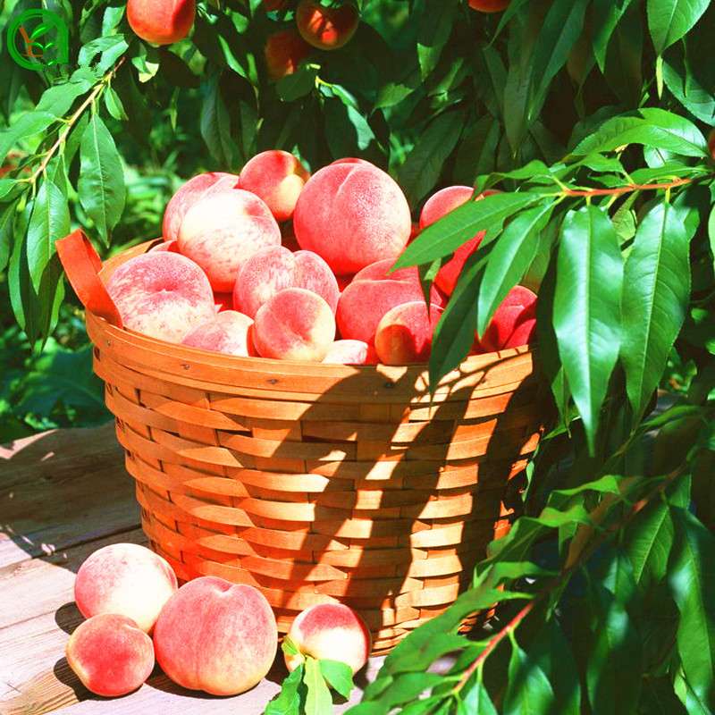 Sweet Peach Tree Seeds - Dwarf Bonanza Bonsai Fruit for Home Garden Planting