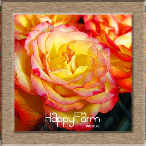 Rare White Red Edge Rose Seeds - for Balcony, Indoor & Garden Planting | Fresh Potted Flower Seeds