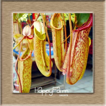 Nepenthes Seeds - Carnivorous Bonsai Plants for Balcony, Potted, Home Garden (11 Varieties)