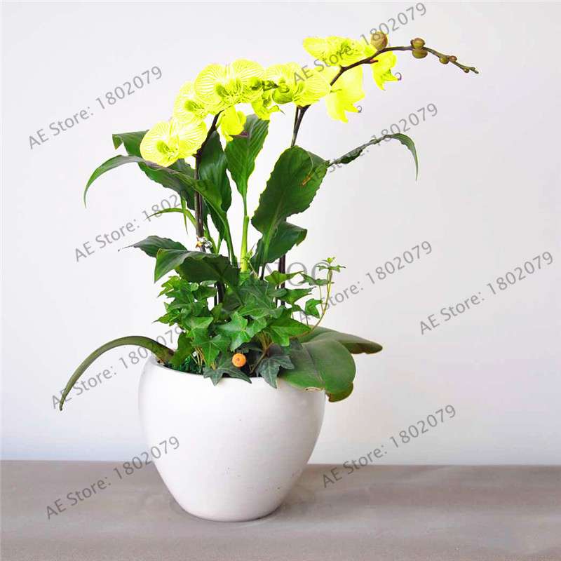 Rare Mixed Color Butterfly Orchid Seeds - Beautiful Bonsai Balcony Flowers for Garden Planting