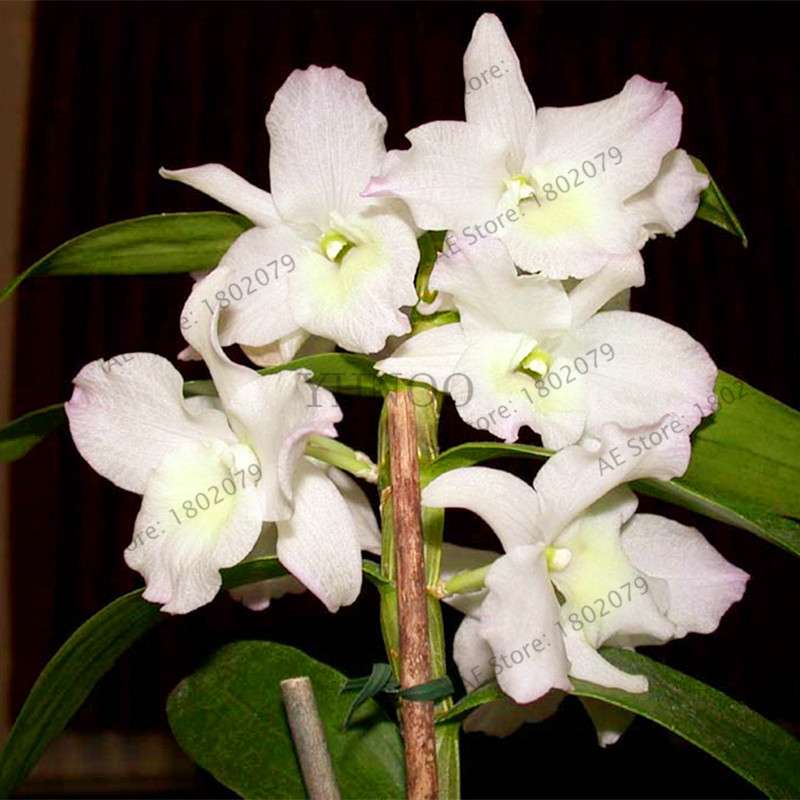 Rare Dendrobium Orchid Seeds - Perennial Indoor & Outdoor Balcony Office Plants