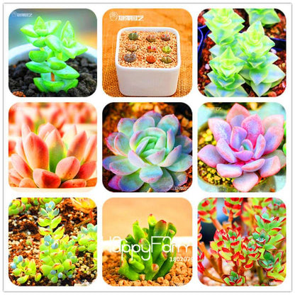 Rare Succulents Seeds - 99 Varieties, Lithops & Bonsai Plants for Office & Home