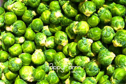 Non-GMO Brussels Sprouts Seeds - Heirloom Vegetable Seeds for Home Garden, DIY Planting & Fresh Decor