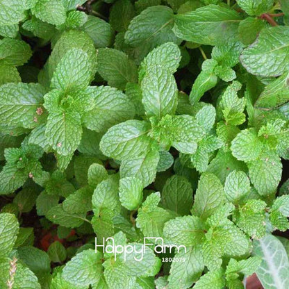 Fragrant Mint Seeds for DIY Home Garden - Balcony Potted Herb, Aromatic Plant & Perfume