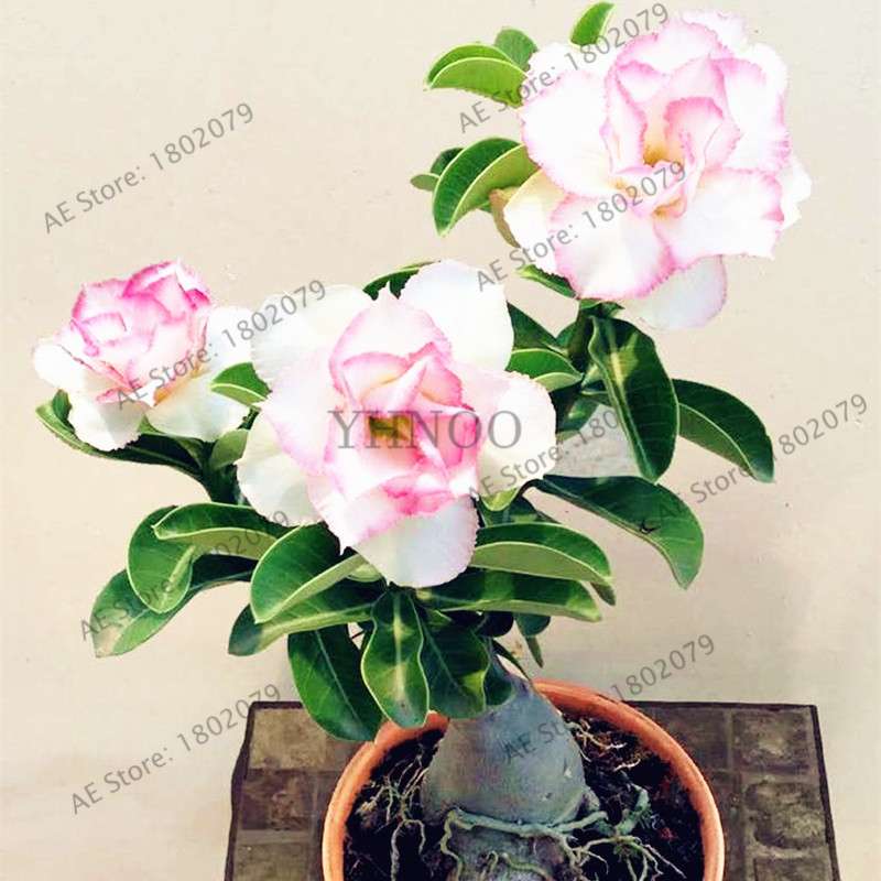 Mixed Color Desert Rose Seeds - Easy to Grow Bonsai Flower for Home Garden Planting