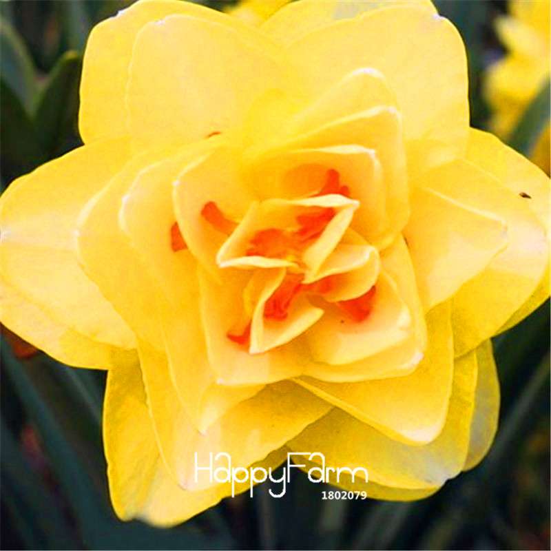 Double Petal Pink Daffodil Bonsai Seeds - Aquatic Plant Seeds for Home Garden