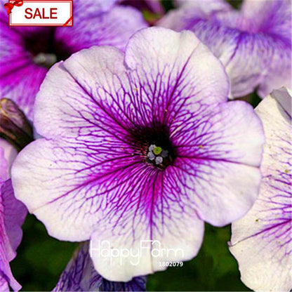 Types Ipomoea Nil Seeds - Chinese Morning Glory Flowers, Fast US Shipping