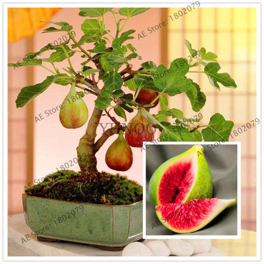 Sweet Honey Fig Tree Seeds - Fragrant, Easy to Grow, Perennial Bonsai for Home & Garden