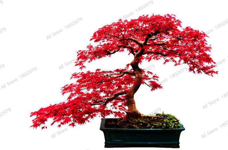 Premium Japanese Red Maple Bonsai Seeds - Gorgeous Indoor Home Tree - Fast US Shipping