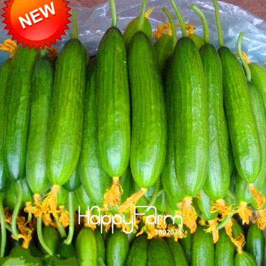 Dutch Cucumber Seeds - for Fresh, Homegrown Vegetables | Non-GMO, High Yield