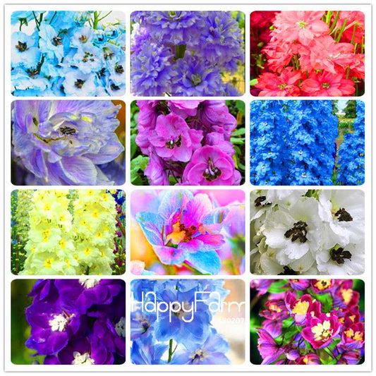 Rocket Larkspur Seeds - Easy-Grow Delphinium Flowers for Home Garden & DIY Potted Bonsai